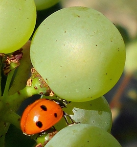  organic Lady-bird Bio - Champagne - 2010 - Harvest - chardonnay grape ripening